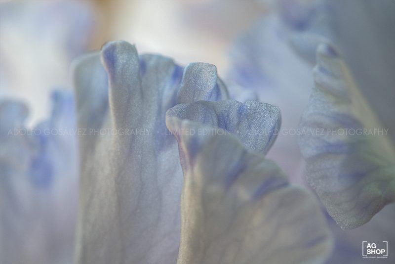 Pétalos azules por Adolfo Gosálvez. Venta de Fotografía de autor en edición limitada. AG Shop